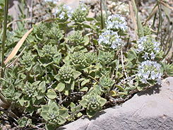 کاکوتی کوهی